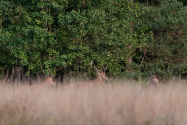 Kuru sarı çimlerle kaplı bir ormanda geyik. Geyik çiftleşme mevsimi, sonbahardayız..