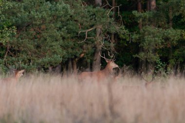 Kuru sarı çimlerle kaplı bir ormanda geyik. Geyik çiftleşme mevsimi, sonbahardayız..