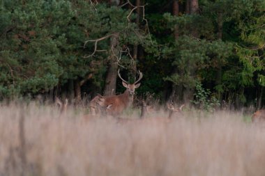 Ormanda bir açıklık, uzun ve kuru otlarla kaplı. Çimenlerin arasında bacakları çimenlerin arasına saklanmış yakışıklı geyikler görebilirsiniz..