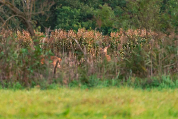 Ormanın Kenarında Islak Bir Çayırda Büyüyen Uzun Otlar Geyik Otların — Stok fotoğraf