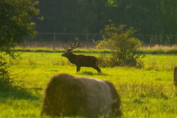 Een Open Plek Het Bos Bedekt Met Hoog Droog Gras — Stockfoto