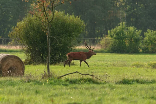 Een Open Plek Het Bos Bedekt Met Hoog Droog Gras — Stockfoto