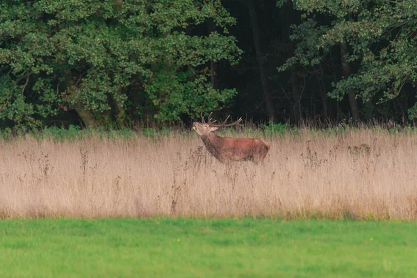 Une Clairière Située Dans Forêt Couverte Herbes Hautes Sèches Parmi — Photo