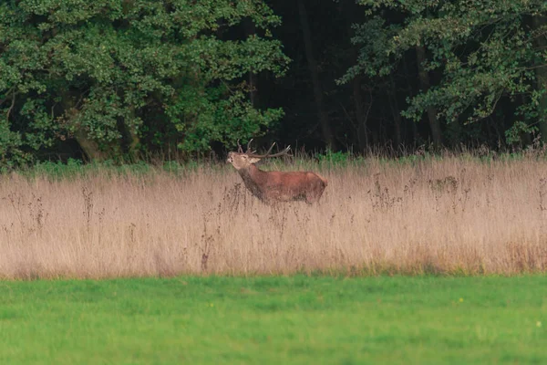 Une Clairière Située Dans Forêt Couverte Herbes Hautes Sèches Parmi — Photo