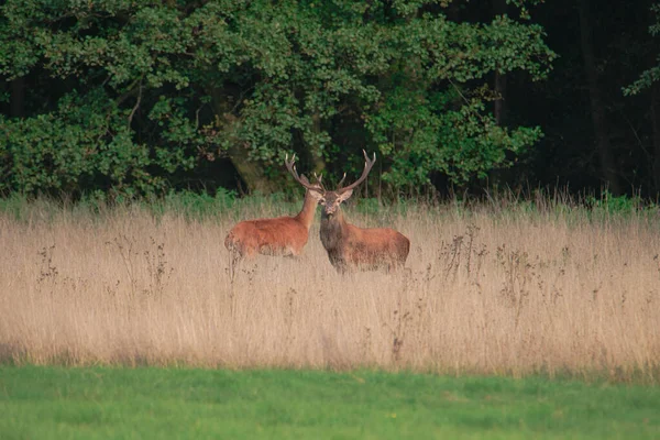 Een Hert Een Bos Open Plek Bedekt Met Droog Geel — Stockfoto