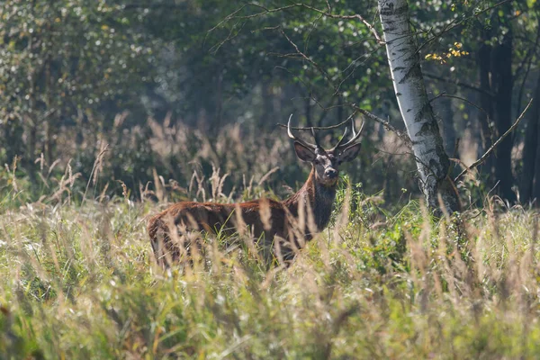 Ormanda Bir Açıklık Uzun Kuru Otlarla Kaplı Çimenlerin Arasında Bacakları — Stok fotoğraf