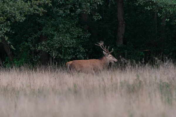 Une Clairière Située Dans Forêt Couverte Herbes Hautes Sèches Parmi — Photo