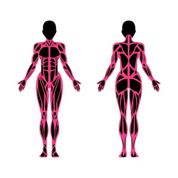 Anatomía Los Cuerpos Masculino Femenino Rayos Una Persona Ilustración Plana — Vector de stock