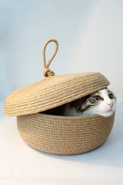 Jute sepetinden çıkmaya çalışan komik şirin kedi.