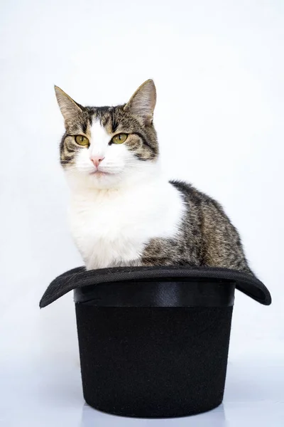 Europejski Kotek Wysokim Kapeluszu Odizolowany — Zdjęcie stockowe