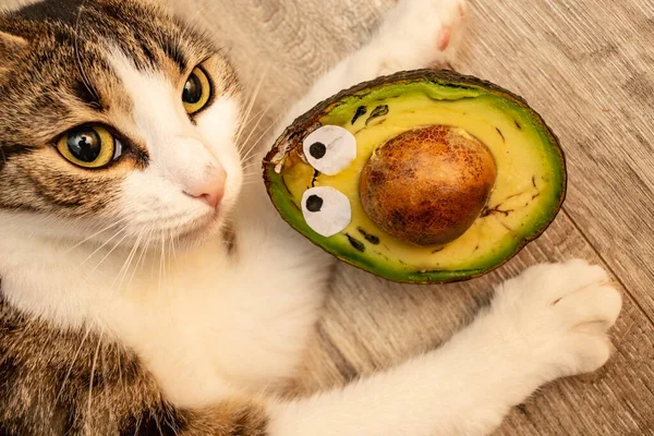 Metade Uma Fruta Abacate Que Tem Medo Gato Close — Fotografia de Stock