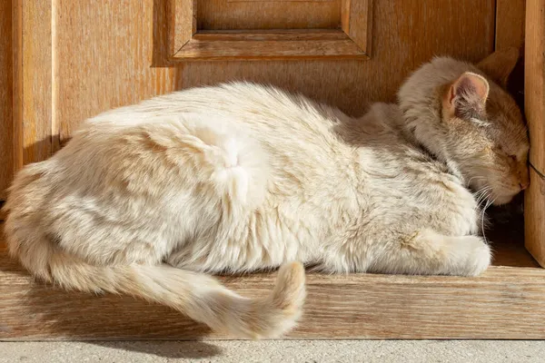 Yaşlı, hasta kedi uyuyor, kafasını duvara yaslıyor, sinir sistemi bozukluğu var.