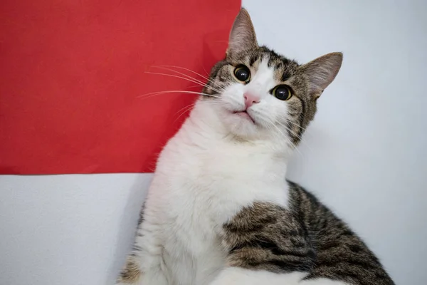 Rädd Katt Vit Och Röd Bakgrund — Stockfoto