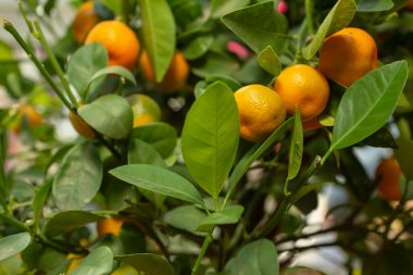 Meyveli mandalina ağacı, yaklaş.