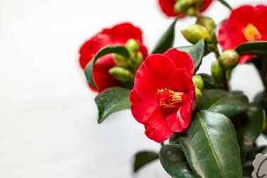 Kırmızı çiçekler, beyaz negatif boşluk