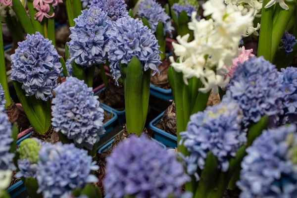 Küçük saksılarda sümbül çiçekleri