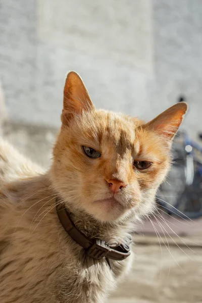 Старая Больная Кошка Кожаным Ошейником Выглядящая Лучше Камеры — стоковое фото