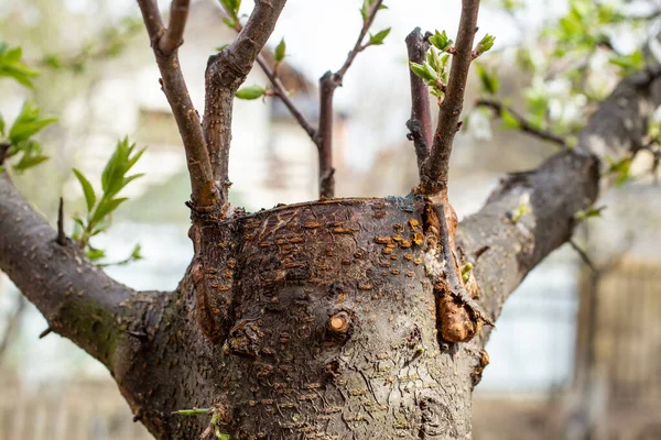 Healed Scars Tree Trunk Grafting Close —  Fotos de Stock