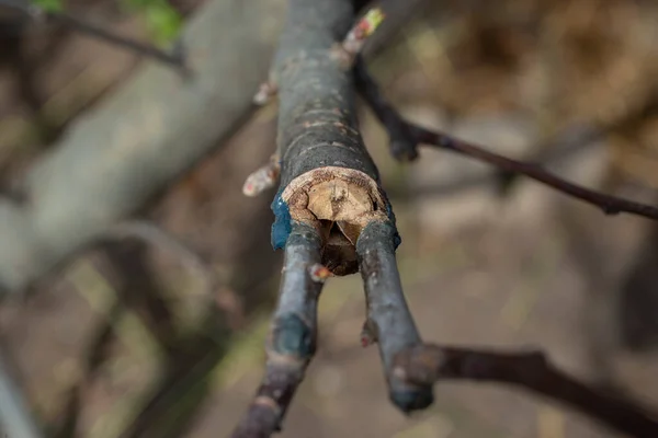 Grafting Young Tree Branch Cracks Close — стоковое фото