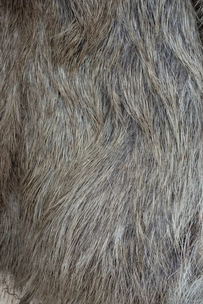 Wild Pig Fur Abstract Shallow Depth Field Macro Background — Stock Photo, Image