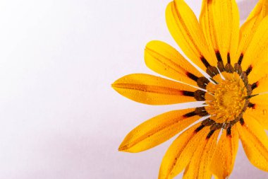 Gazania 'nın yarısı ıslak çiçek, parlak pembe arka planda makro, bir sürü metin alanı var.. 