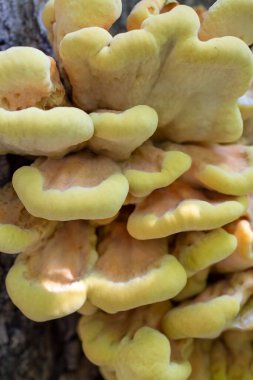 Laetiporus sülfür, Ormanın Tavuğu, Sülfür polyporu, mantar.