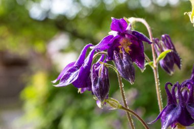 Aquilegia vulgaris çiçeği, sığ alan derinliği yakın.