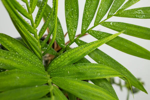 close up of an exotic plant on white background, water drops on green palm leaves