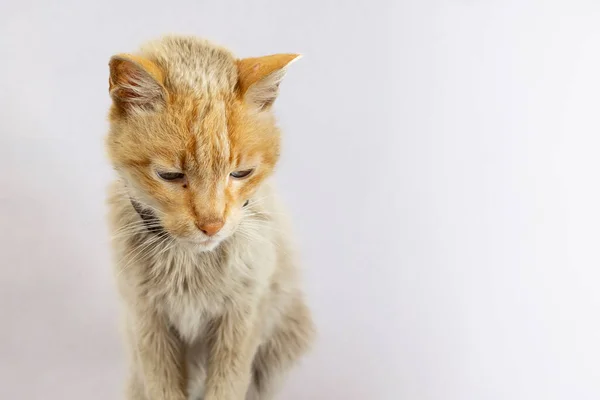 Skinny Gammal Katt Tittar Ner Med Sorg Isolerad Vitt — Stockfoto