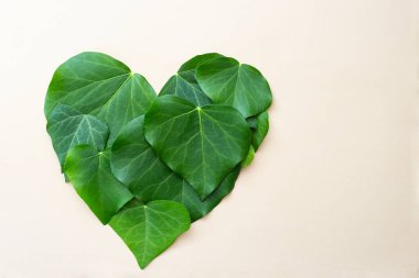 kalp şekli yeşil yapraklardan yapılmış, bej arka planda izole edilmiş. Yat yere, yakın çekim, doğal model.. 
