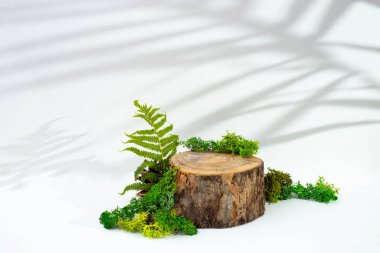 Tree stump surrounded by moss and fern leaves isolated on white background with palm shadows. Product display template. 