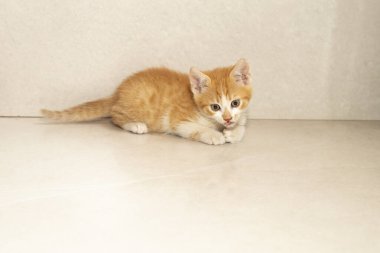 Gri arka planda avlanan turuncu kedi yavrusu, yumuşak odak portresini kapat.  