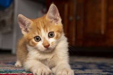 Kameraya bakan sevimli kedi yavrusu, yumuşak odaklı fotoğraf.