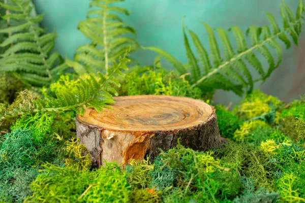 tree stump surrounded by green  moss, composition for product display. Mockup for natural brands. 