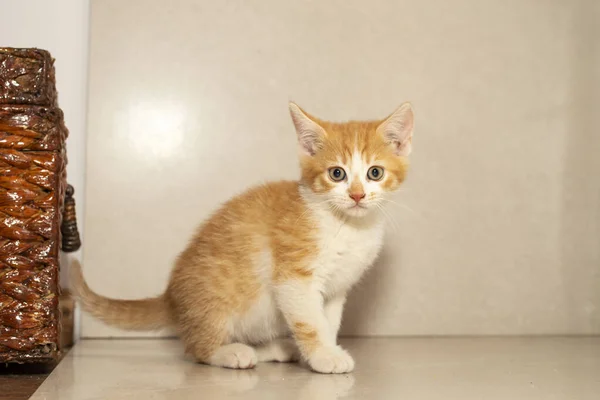 Scared Orange Kitten Gray Background Looking Camera — Stock Photo, Image