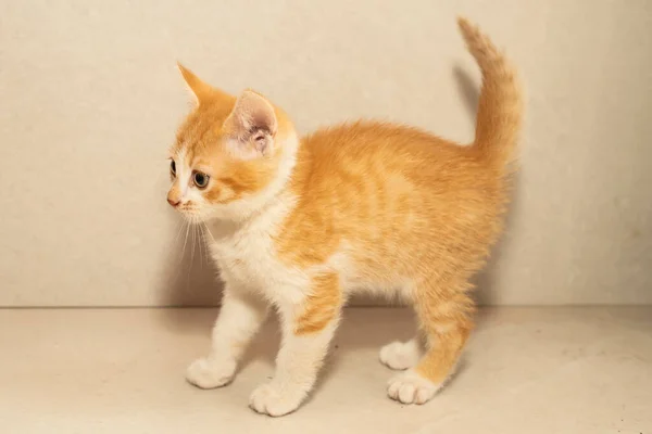 Playful Orange Kitten Gray Background Looking Away — Fotografia de Stock