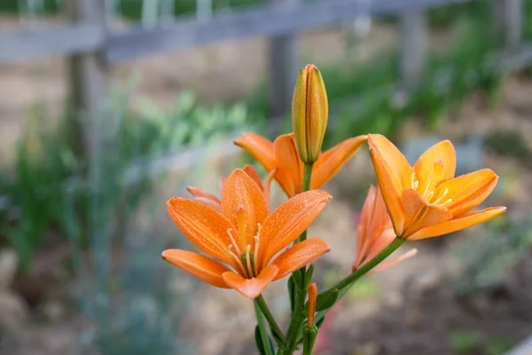 Orange Lily Garden Isolated Bokeh — Foto Stock