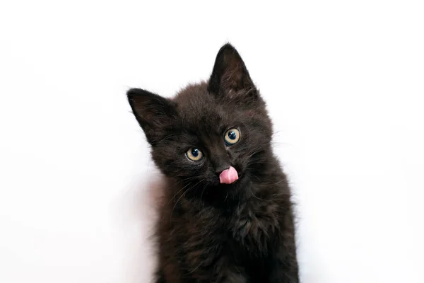 Soft Focus Portrait Adorable Fluffy Kitten Tilting Head Tongue Out — Zdjęcie stockowe