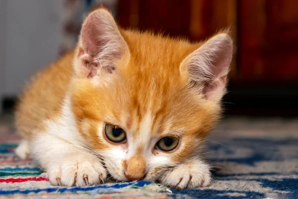 Orange kitten hunting ants on a blue carpet, close up soft focus portrait.