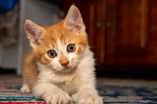 Cute Kitten Looking Camera Soft Focus Photography — Stock Photo, Image