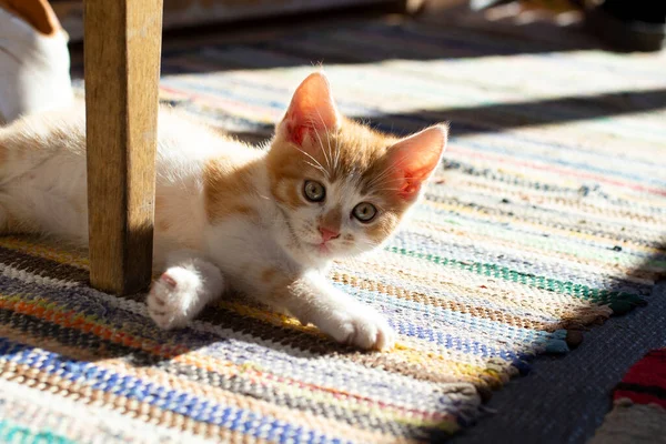 Котенок Играет Стулом Лучах Заката Ковре — стоковое фото
