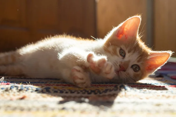 Gatinho Laranja Alongando Luz Pôr Sol — Fotografia de Stock