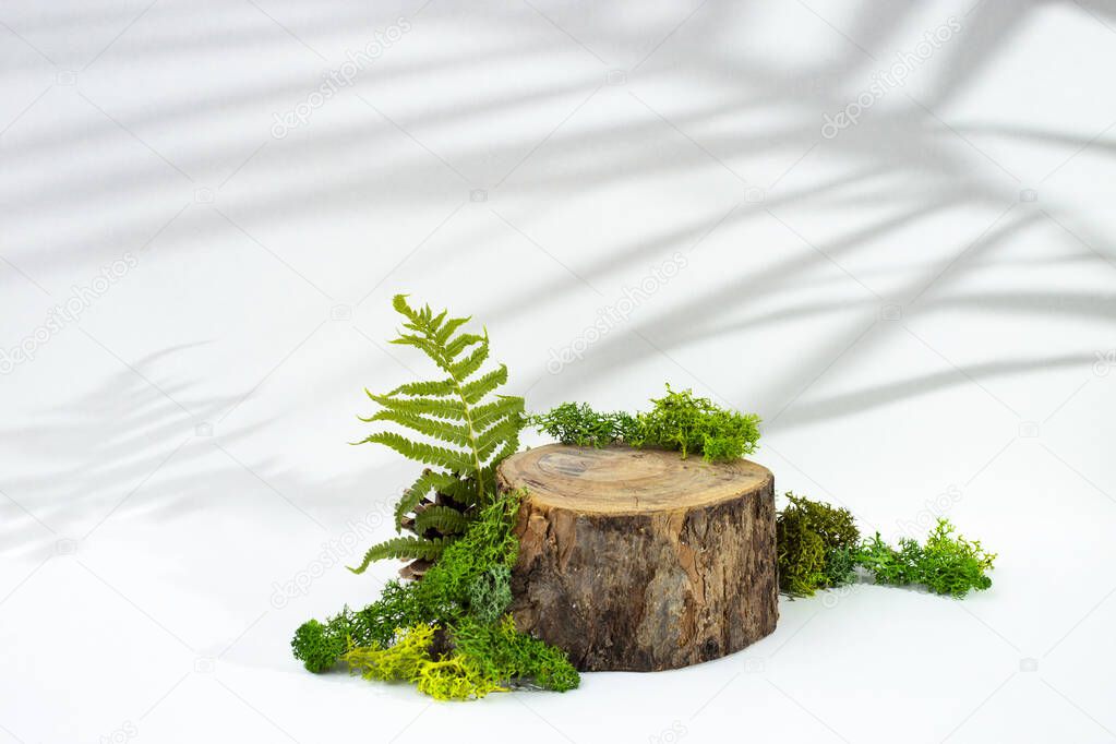 Tree stump surrounded by moss and fern leaves isolated on white background with palm shadows. Product display template. 