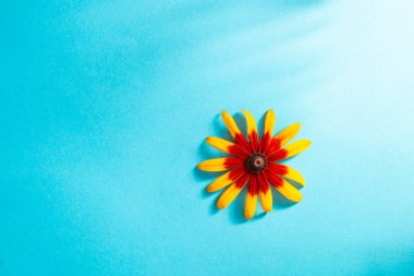 Parlak mavi arka planda turuncu rudbeckia çiçeği. Minimum çiçek arkaplanı