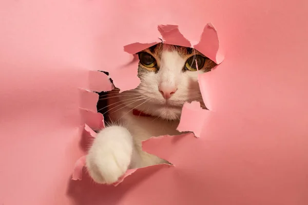 Kitten Peeks Out Hole Pink Paper Background Design Blank Valentine — Zdjęcie stockowe