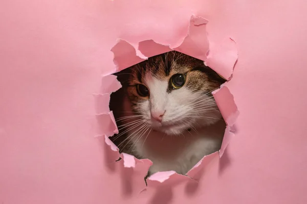 Sad Cat Looking Thru Torn Pink Paper Hole Close — Zdjęcie stockowe