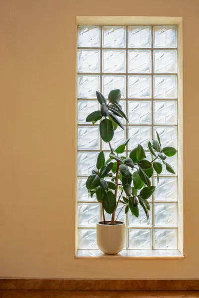 Ficus elastica robusta, (rubber plant) in front of a glass bricks window.