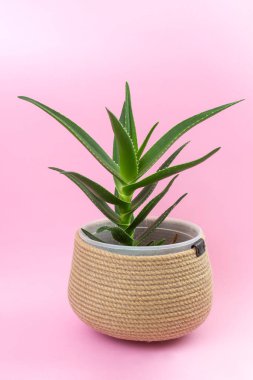Aloe Vera, pembe arka planda izole edilmiş halat çanağında bir bitki.