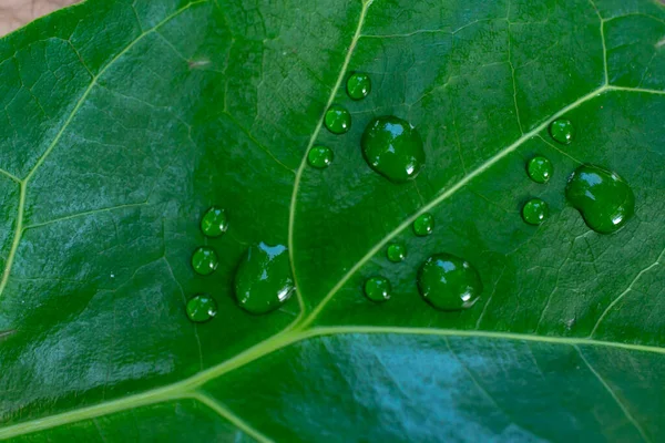 Foot prints made with water droplets on a leaf texture. Carbon foot print concept.