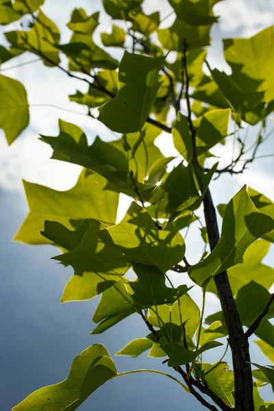 Tulip tree soft focus, with heavy rain clouds in the background.